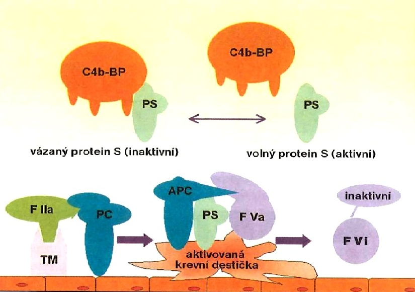 22 Kapitola 1. Krevní srážení Obrázek 1.11: Aktivace PC a inaktivace FVa, převzato z PECKA, M.