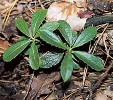 Olomoucko 2 Kriticky ohroïen l kovec vonn (Daphne cneorum). 2 Kriticky ohroïen zimozelen okoliãnat (Chimaphila umbellata). 3 Bledule jarní kvete v luïním lese u Stfienû (CHKO Litovelské Pomoraví).