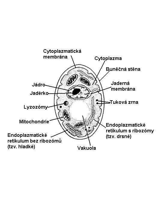elektronové mikroskopie (Šilhánková, 2002).
