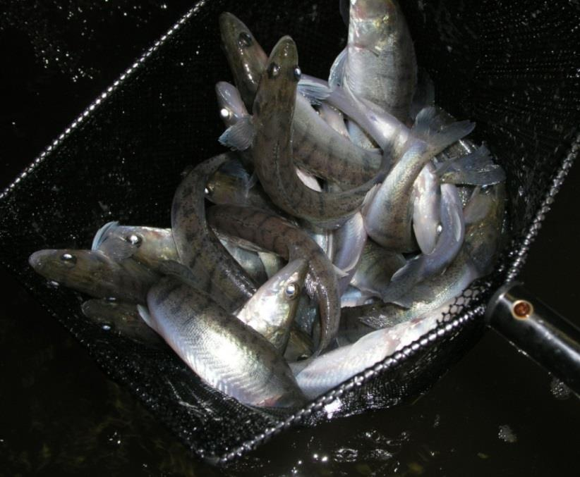 Cíl - produkce juvenilních ryb candáta obecného pomocí kombinace chovu v rybnících a RAS - Vyvinout efektivní metodu kvalitní, vyrovnané a lehce odhadnutelné produkce juvenilních ryb určených k