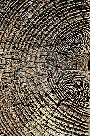Dendrochronologie metoda datování dřeva založená na analýze šířek letokruhu Dendroarchaeologie