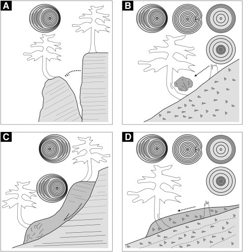 Dendrogeomorfologie