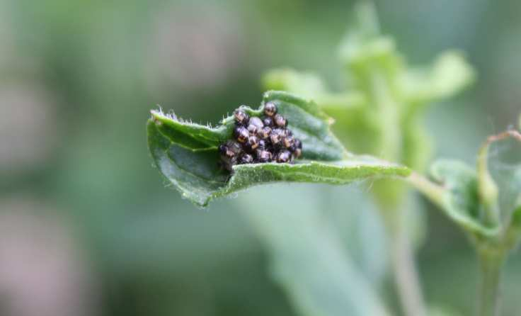 Obr 1 Kněžice chlupatá Dolycoris baccarum na čistci přímém Stachys recta Obr