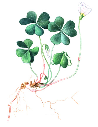 Šťavel kyselý (Oxalis acetosella) Vytrvalá drobná bylina dorůstající nanejvýš 0,15 m výšky.