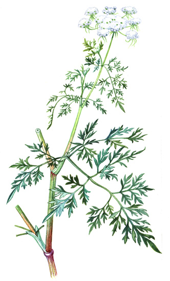 Tetlucha kozí pysk (Aethusa cynapium) Jednoletá ozimá bylina, vysoká 0,2 2 m. Přímá nebo poléhavá lodyha je modravě ojíněná až nafialovělá, v horní části rozvětvená.