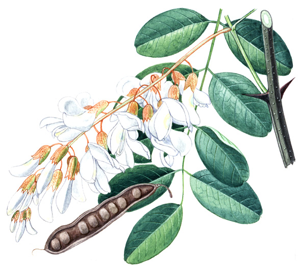 Trnovník bílý (akát) (Robinia pseudacacia) Strom dorůstající výšky až 30 m, řidčeji keř. Vytváří četné kořenové výmladky, jimiž se intenzivně rozmnožuje.