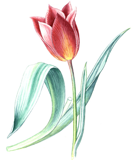 Tulipán Gesnerův (zahradní) (Tulipa gesneriana) Tulipány jsou trvalky s vejčitou cibulí a přímou, asi 0,3 m vysokou lodyhou, nesoucí 3 4 široce kopinaté listy a vrcholový květ, jehož okvětí tvoří 6