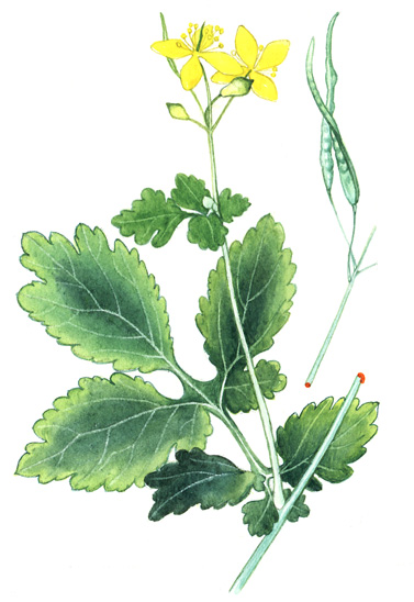 Vlaštovičník větší (Chelidonium majus) Vytrvalá, roztroušeně chlupatá bylina dorůstající výšky 1 m, skrátkým tlustým oddenkem a s rozvětvenou lodyhou.