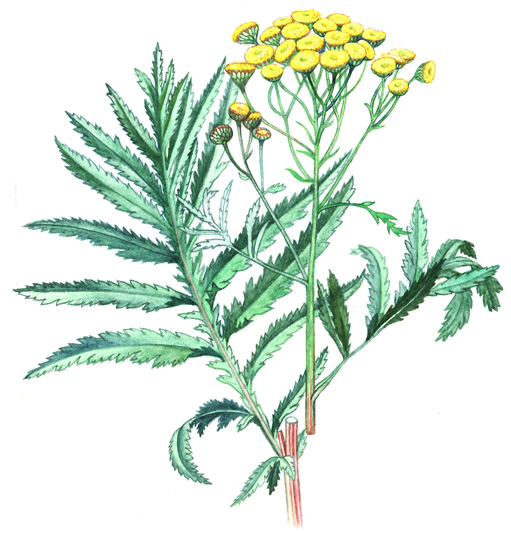 Vratič obecný (Tanacetum vulgare) Vytrvalá, až 1,6 m vysoká bylina s četnými lodyhami, které vyrůstají z bohatě větveného a téměř dřevnatého oddenku.