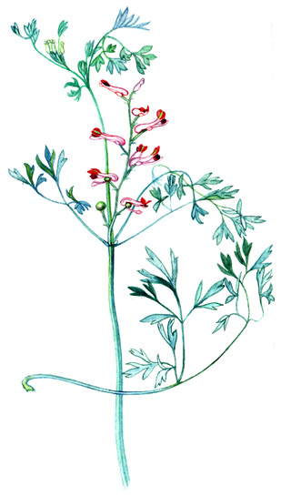 Zemědým lékařský (Fumaria officinalis) Jednoletá ozimá bylina, modrozeleně ojíněná, dorůstající až 0,4 m výšky. Dutá a hranatá lodyha se odspodu bohatě větví.
