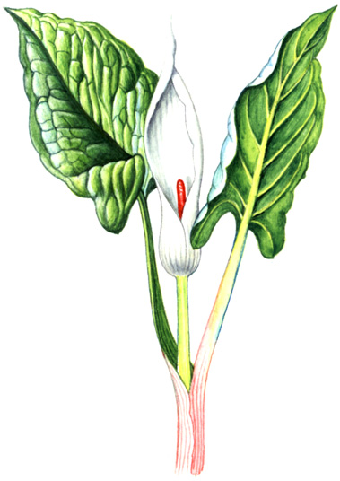 ČÁST OBRAZOVÁ Árón plamatý (Arum maculatum) Bylina 0,15 0,4 m vysoká, vytrvávající bílým hlízovitým oddenkem.