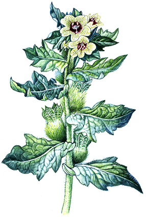 Blín černý (Hyoscyamus niger) Jednoletá ozimá nebo dvouletá bylina, vysoká 0,2 0,8 m, celá lepkavě chlupatá a zapáchající. Lodyhy jsou tupě hranaté, laločnaté listy mají zašpičatělé úkrojky.