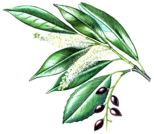 Bobkovišeň lékařská (Prunus laurocerasus) Vždyzelený keř nebo řidčeji strom vysoký až 6 m. Krátce řapíkaté listy jsou rozestaveny střídavě.