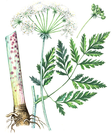 Bolehlav plamatý (Conium maculatum) Dvouletá, až 2 m vysoká bylina s lodyhou modravě ojíněnou, naspodu hnědočerveně skvrnitou. Má šedavě zelené listy, 2 3krát zpeřené v podlouhlé peřenoklané úkrojky.