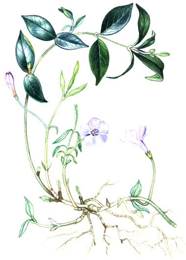 Brčál menší (barvínek) (Vinca minor) Vytrvalá bylina až polokeř s dlouhým oddenkem. Plazivé nekvetoucí stonky zakořeňují, kvetoucí jsou vzpřímené, ale nanejvýš 0,2 m vysoké.