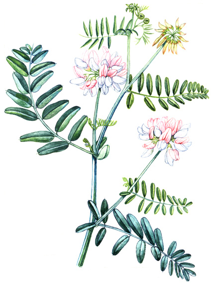 Čičorka pestrá (Coronilla varia) Statná bylina vytrvávající tlustým, rozvětveným oddenkem. Přes 2mvysoké hranaté lodyhy bývají poléhavé, vystoupavé nebo popínavé.