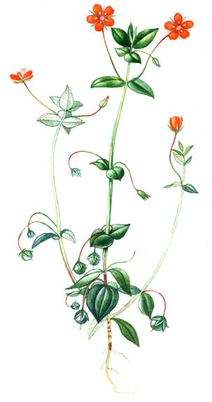Drchnička rolní (Anagallis arvensis) Drobný, jednoletý plevelný druh s vystoupavou nebo poléhavou, větvenou, čtyřhrannou lodyhou, dorůstající délky nanejvýš 0,3 m.