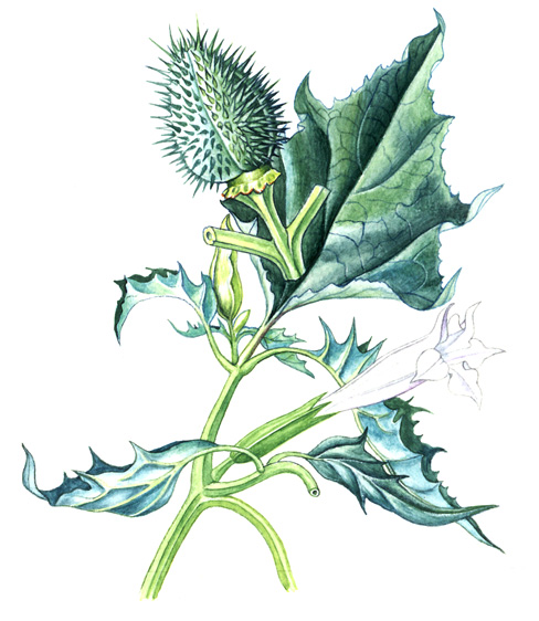 Durman obecný (Datura stramonium) Jednoletá, až 2 m vysoká bylina s rozkladitě větvenou lodyhou.
