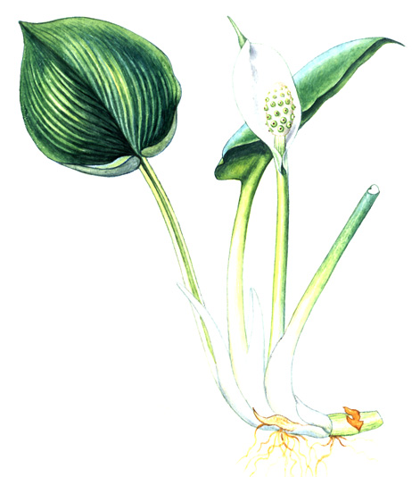 Ďáblík bahenní (Calla palustris) Vytrvalá, nanejvýš 0,3 m vysoká bylina s válcovitým, dutým, zeleným, až 0,5 m dlouhým oddenkem.