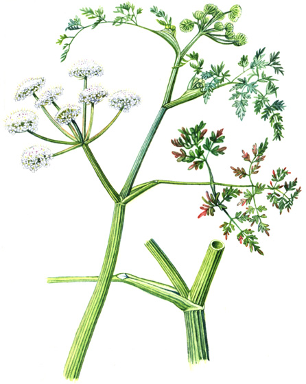 Halucha vodní (Oenanthe aquatica) Jednoletá nebo dvouletá, ojediněle i vytrvalá bylina dorůstající výšky asi 2 m.