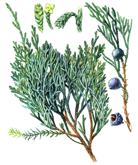 Jalovec chvojka (Juniperus sabina) Jehličnatý keř s poléhavými větvemi a nepravidelnou korunou, průměrně 1 m vysoký, v kultuře až 12 m. Načervenalá borka se na starších větvích lístkovitě odlupuje.