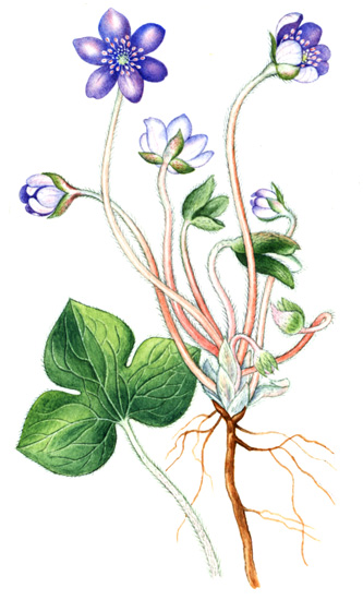 Jaterník podléška (trojlaločný) (Hepatica nobilis) Vytrvalá, asi 0,15 m vysoká bylina s tmavě hnědým oddenkem, z něhož vyhání tuhé kožovité listy, vytrvávající až do jara příštího roku.