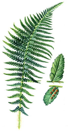 Kapraď samec (Dryopteris filix-mas) Statná vytrvalá rostlina s krátkým, rezavě chlupatým oddenkem, pokrytým zbytky starých listů.