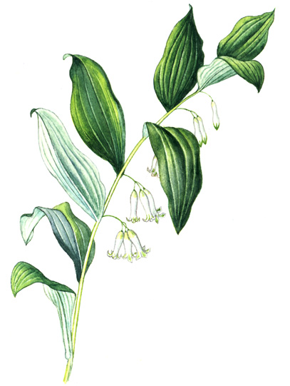 Kokořík mnohokvětý (Polygonatum multiflorum) Vytrvalá, sytě zelená bylina se silným bělavým oddenkem, z něhož každoročně vyrůstají až 1 m vysoké lodyhy.