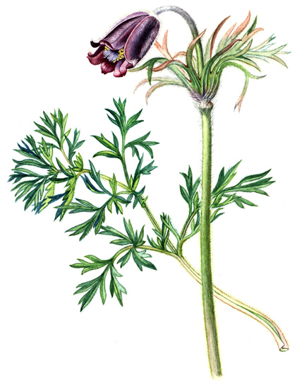 Koniklec luční (Pulsatilla pratensis) Vytrvalá, 0,1 0,3 m vysoká bylina s tlustým oddenkem.