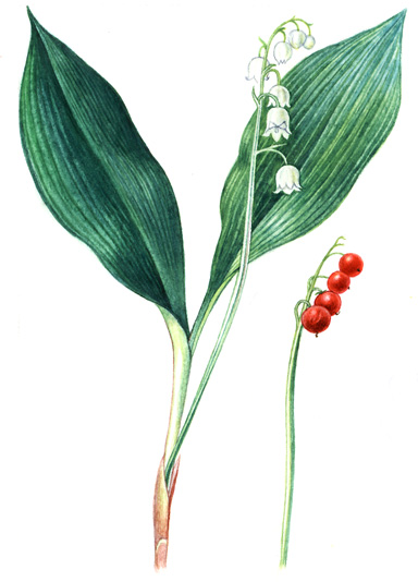Konvalinka vonná (Convallaria majalis) Vytrvalá, nanejvýš 0,3 m vysoká bylina s plazivým oddenkem, z něhož vyrůstají 2 3 eliptické, dlouze řapíkaté listy s blanitými a objímavými pochvami.