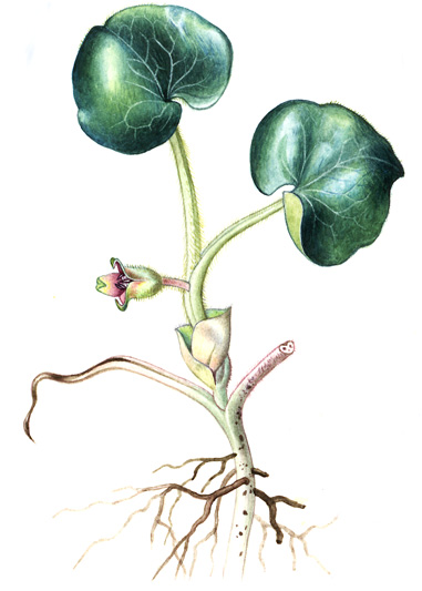 Kopytník evropský (Asarum europaeum) Vytrvalá, nanejvýš 0,1 m vysoká bylina s plazivým tenkým oddenkem, složeným z článků krytých hnědozelenými šupinami.