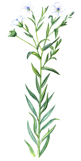 Len setý (Linum usitatissimum) Jednoletá ozimá až dvouletá bylina, vysoká až 1,5 m, s hustě listnatými lodyhami jednoduchými nebo nahoře rozvětvenými.