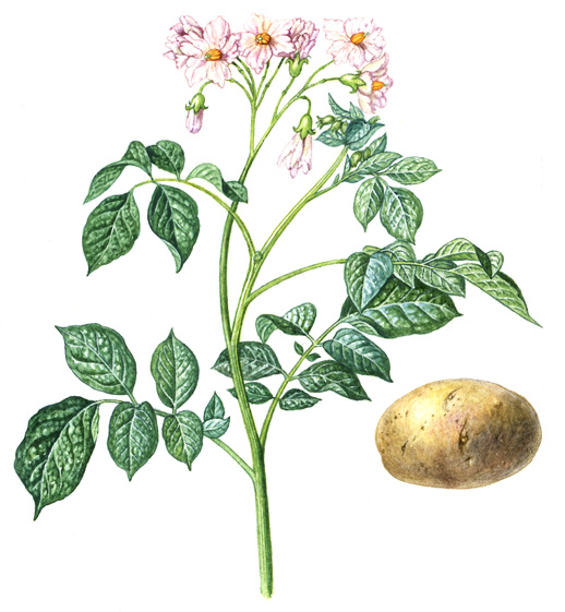 Lilek brambor (Solanum tuberosum) Vytrvalá bylina vysoká 0,5 1 m.