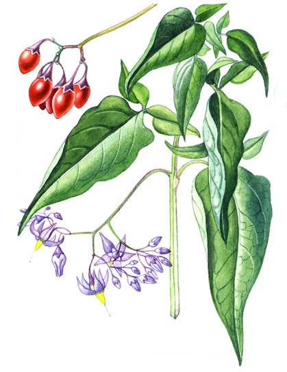 Lilek potměchuť (Solanum dulcamara) Vytrvalá bylina až polokeř s oddenkem, z něhož vyrůstají až 3 m dlouhé, poléhavé nebo popínavé lodyhy, ve spodních částech dřevnaté.