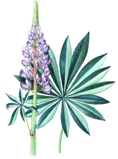 Lupina mnoholistá (Lupinus polyphyllus) Vytrvalá bylina dorůstající výšky 0,4 1,5 m.