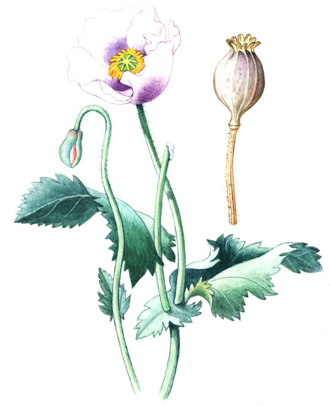 Mák setý (Papaver somniferum) Jednoletá, až 1,5 m vysoká bylina, celá sivě ojíněná. Přímá lodyha nese střídavé, podlouhlé vejčité, nepravidelně na okraji zubaté a většinou přisedlé listy.