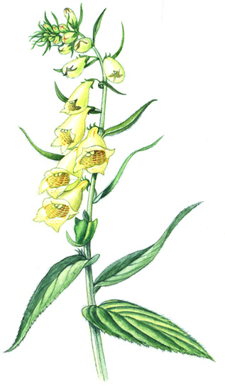 Náprstník velkokvětý (hlinožlutý) (Digitalis grandiflora) Vytrvalá, až 1 m vysoká bylina s válcovitým oddenkem.
