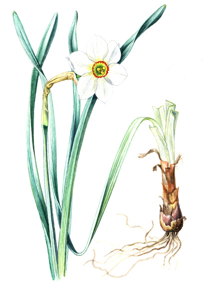 Narcis bílý (Narcissus poticus) Bylina vytrvávající vejčitou šupinatou cibulí a dorůstající výšky 0,2 0,6 m.