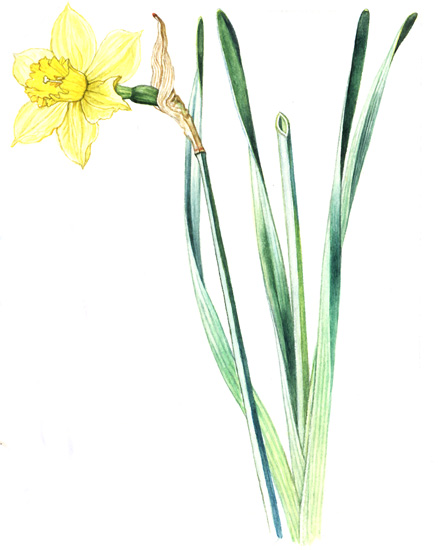 Narcis žlutý (Narcissus pseudonarcissus) Vytrvalá, nanejvýš 0,5 m vysoká bylina s vejčitou cibulí tvořenou šupinami a masitými spodními částmi 4 6 listů.