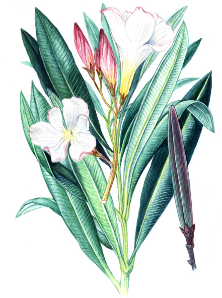 Oleandr obecný (bobkovnice) (Nerium oleander) Až 5 m vysoký stromek s podlouhlými kožovitými listy rozestavenými vstřícně nebo častěji v trojčetných až čtyřčetných přeslenech.