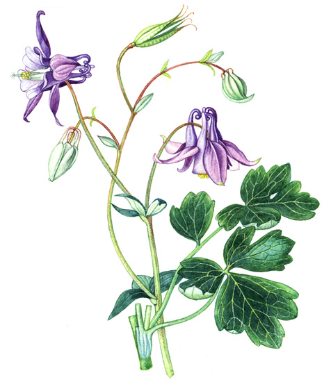 Orlíček planý (Aquilegia vulgaris) Vytrvalá bylina s krátkým oddenkem a chudě větvenou lodyhou, kolem 0,5 m vysokou.