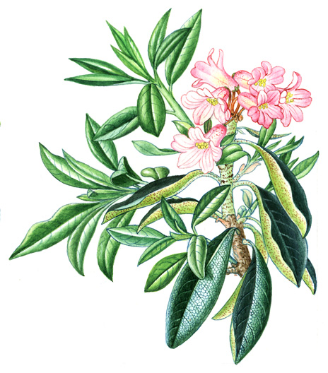 Pěnišník (Rhododendron sp.) Pěnišníky jsou stálezelené nebo opadavé keře. Listy mají střídavé, většinou krátce řapíkaté, s více nebo méně podlouhlou čepelí různě zelené barvy.
