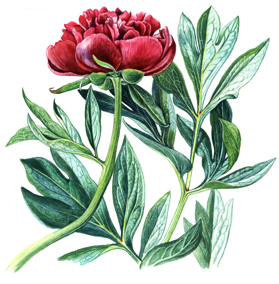 Pivoňka lékařská (Paeonia officinalis) Vytrvalá bylina s hlízovitými vřetenovitými kořeny a s jednoduchou nebo chudě větvenou lodyhou, dorůstající 0,4 0,7 m výšky.