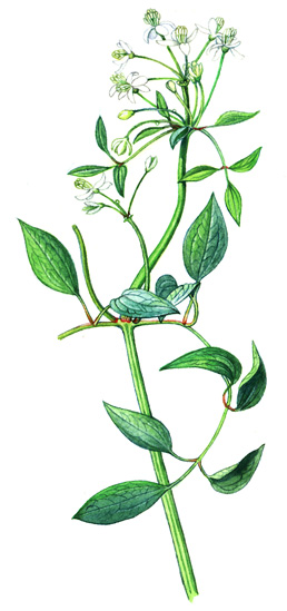 Plamének přímý (Clematis recta) Vytrvalá, až 1,5 m vysoká bylina s válcovitým oddenkem. Přímá lodyha, někdy u kořene zdřevnaťující, nese vstřícné listy.
