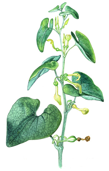 Podražec křovištní (Aristolochia clematitis) Vytrvalá oddenkatá bylina, dorůstající výšky 0,2 1 m.