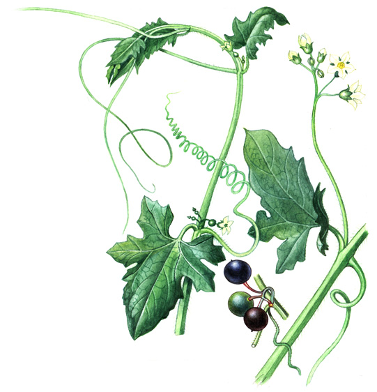 Posed bílý (Bryonia alba) Vytrvalá bylina s řepovitě ztloustlým kořenem a s otáčivou štětinatou lodyhou, 2 4 m dlouhou. Stonek nese řapíkaté, 5 7laločné listy a spirálovitě stočené úponky.