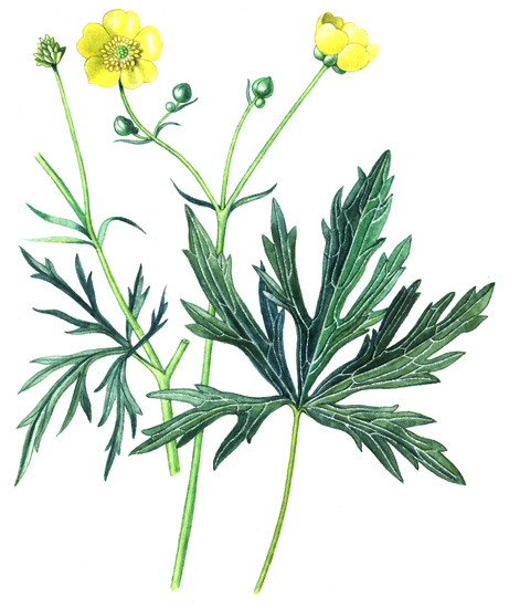 Pryskyřník prudký (Ranunculus acer) Vytrvalá, 0,3 1 m vysoká bylina s krátkým oddenkem, z něhož vyrůstá dutá, většinou silně rozvětvená lodyha.