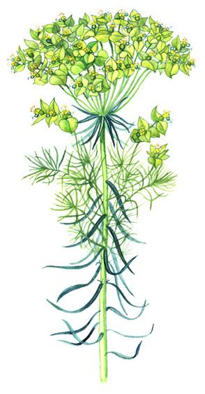 Pryšec chvojka (Euphorbia cyparissias) Vytrvalá bylina vyhání z bohatě větveného oddenku trsnaté, až 0,4 m vysoké lodyhy, naspodu brzy bezlisté a načervenalé, v horní části větvené a hustě listnaté.