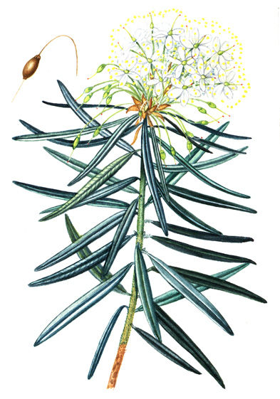 Rojovník bahenní (Ledum palustre) Keřík dorůstající výšky asi 1 m, s větévkami vodorovně odstávajícími a v mládí hustě rezavě chlupatými.