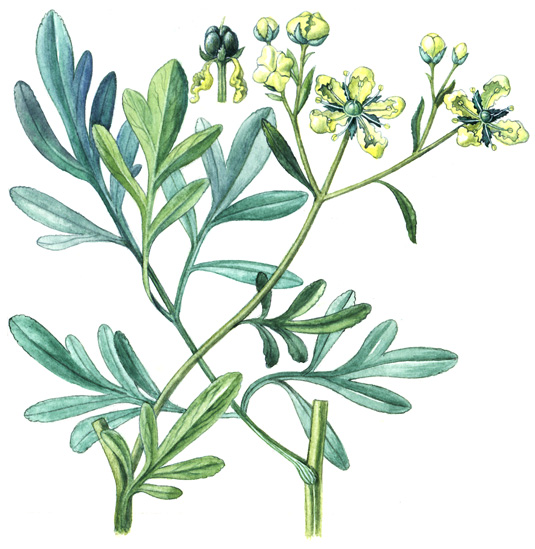 Routa vonná (Ruta graveolens) Vytrvalá bylina až polokeř dorůstající výšky 0,2 0,8 m. Kořeny starších rostlin dřevnatí.